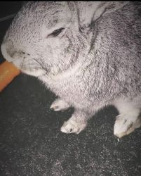Peaceful grey bunny