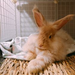 Bonded Bunnys Rehoming