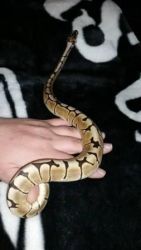 I have a snake for sell