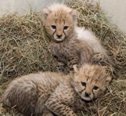 Cheetah Cubs And Fennec Foxes For Sale.