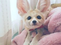 Male and female fennec fox for sale