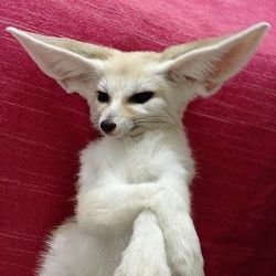 Fennec fox kits for sale