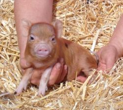 home trained mini pigs for sale i