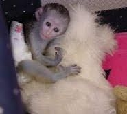 Awsome cute capunchin monkey