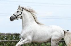Appaloosa Stallion ( White )