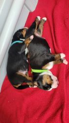 Purebred Appenzell Mountain Dog puppies,Swiss mountain dog