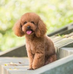 Toy Poodle Puppy for sale in Delhi, Noida, Gurgaon