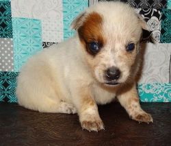 Appenzell Mountain Dog Puppies for Sale