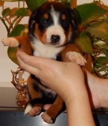 Trained Appenzell Mountain Dog Puppies Ready Now