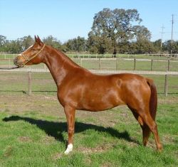 010 Purebred Chestnut Mare. Good Home Is A Must.