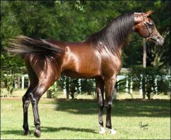 Purebred Arabian Stallion
