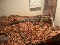 2 foot black and white argentine tegu