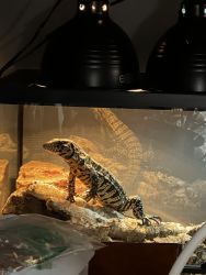 Argentine Black & White Tegu - Young Adult