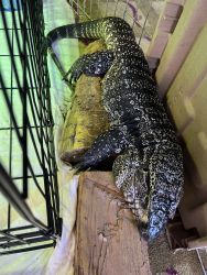 2 yr old black and white tegu