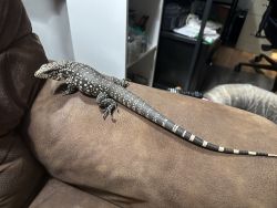 6 month old male Tegu