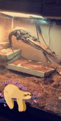 Tegu for sell