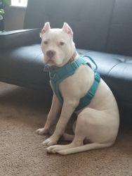 11 Month all White Argentine Dogo Puppy for Sale