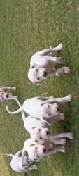 Dogo argentino puppies 1.5 months old