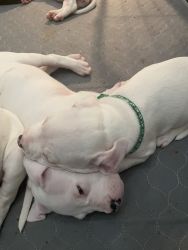 AKC Dogo Argentino Puppies for sale