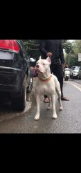 For sale dogo Argentino Healthy and a smart make