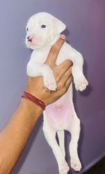 Dogo argentino puppies heavy bone . 26-27 days old .