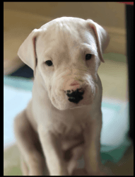 UKC Registered Dogo Argentino Puppies