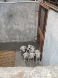 Dogo Argentino puppies