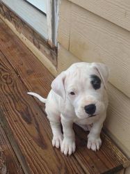 DOGO ARGENTINO (Healthy….Playful….Puppies)