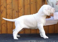 Well trained Dogo Argentino Puppies available