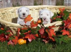 Great Looking Dogo Argentino Puppies