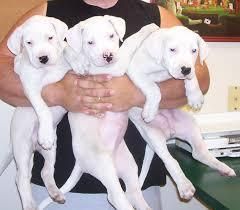 Strong Dogo argentine Puppies