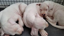 dogo argentino puppies available.