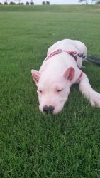 Two cute dogo argentino puppies