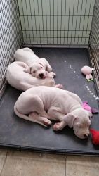 Gorgeous Male And Female Dogo Argentino Puppies