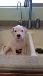 Healthy Sweet Baby dogo argentino Puppies