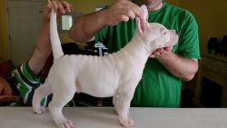 Excellent dogo argentino puppies available
