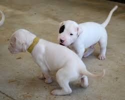 Dogo Argentino Puppies Champion Bloodlines