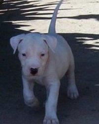 Argentine Dogo male and female puppies for sale