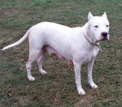 Dogo Argentino for sale
