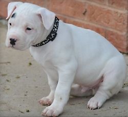 Dogo Argentino Puppies For Sale...