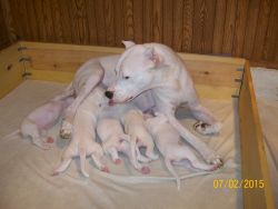 Argentine Dogo pup's for sale