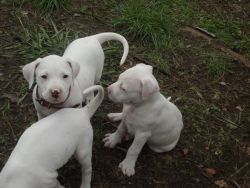 Dogo Argentino For Sale
