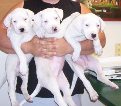 socialized Dogo Argentino puppies for adoption