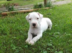 Dogo Argentino Pups available