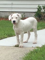 Dogo Argentino Female Pup Born 2/23/18 - AVAILABLE NOW