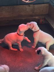 Dogo Argentino puppies for sale