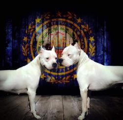 Dogo Argentino puppies