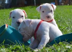 Argentine Dogo Puppies For Sale