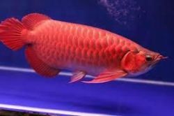 Red Arowana fishes (xxx) xxx-xxx7