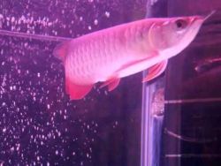 MAGNIFICENT AROWANA FISHES AT VERY GOOD PRICES